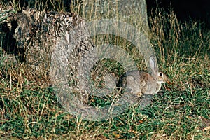 Wild coney rabbit in natural surrounding, wildlife animal in park