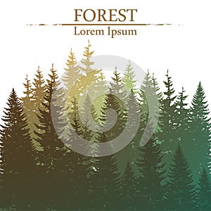 Wild coniferous forest background