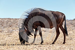 Wild (Connochaetes taurinus) Blue Wildebeest Gnu grazing