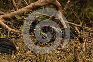 A wild Cook roaming in forest area in uttrakhand