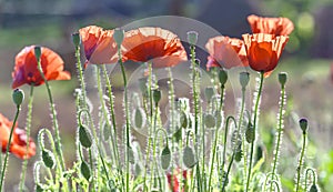 Wild Coquelicot flowers bloom