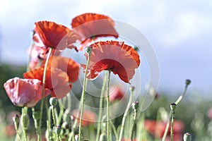 Wild Coquelicot flowers bloom