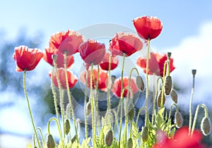 Wild Coquelicot flowers bloom