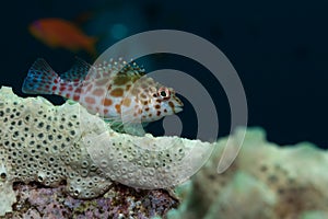 Wild coral hawkfish Sudan