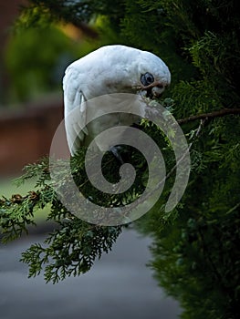 Wild Corella Licmetis feasting on a tree branch in late afternoon