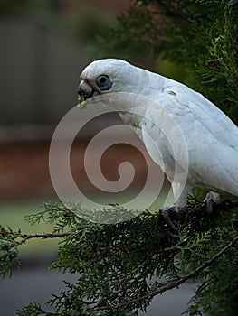 Wild Corella Licmetis feasting on a tree branch in late afternoon