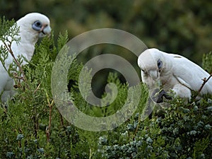 Wild Corella Licmetis feasting on a tree branch in late afternoon