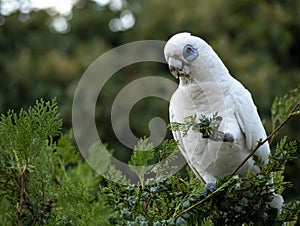 Wild Corella Licmetis feasting on a tree branch in late afternoon