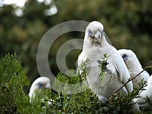 Wild Corella Licmetis feasting on a tree branch in late afternoon