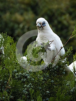 Wild Corella Licmetis feasting on a tree branch in late afternoon