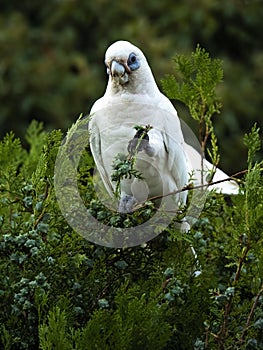 Wild Corella Licmetis feasting on a tree branch in late afternoon