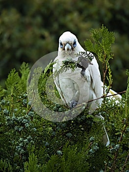 Wild Corella Licmetis feasting on a tree branch in late afternoon