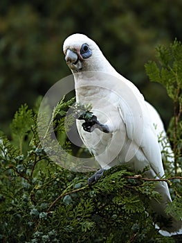 Wild Corella Licmetis feasting on a tree branch in late afternoon