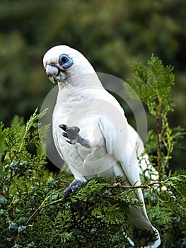 Wild Corella Licmetis feasting on a tree branch in late afternoon