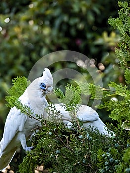 Wild Corellas Licmetis feasting and playing on a tree branch in late afternoon