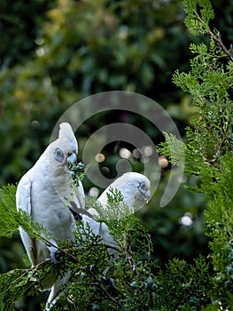 Wild Corellas Licmetis feasting on a tree branch in late afternoon