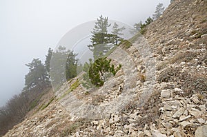 Wild Cornerstones Mountainside Foggy Weather