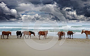 Wild Corolla horses