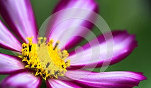 Wild Cosmos Flower Cosmos bipinnatus purple pink wild flower blooming during Spring and Summer closeup macro photo isolated photo