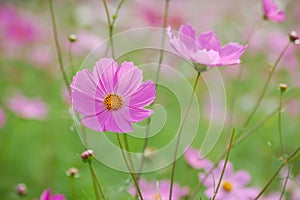 Wild cosmos flowers