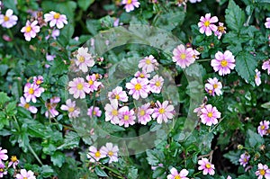 Wild Cosmos Pink Flowers