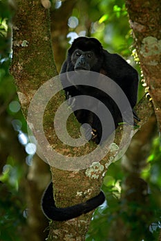 Wild Costa Rica. Mantled Howler Monkey Alouatta palliata, nature habitat. Black monkey sitting in forest. Black monkey tree. Anima