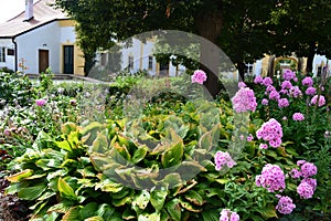 Wild Cottage garden in Schlosshof Austria professionally planted with groups of  perennials