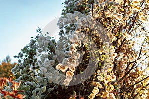 Wild cotton flowers with sunlight in the Mt. Tabor Park, Autumn season