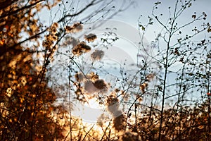 Wild cotton flowers with sunlight in the Mt. Tabor Park, Autumn season