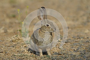 Wild cotton tail rabbit