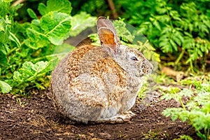 Wild cotton tail rabbit sitting in the gras