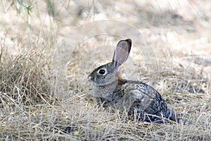 Wild Cottontail Rabbit