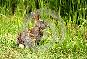 Wild Cottontail Rabbit