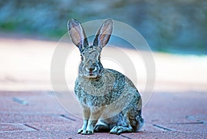 Wild Cottontail Rabbit