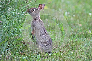 Wild Cottontail Rabbit Nibbling on Grasses