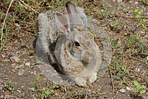 Wild cottontail rabbit resting in sun