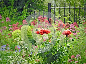 Wild country flowers growing in kent park