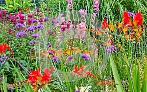 Wild Country Garden Flowers