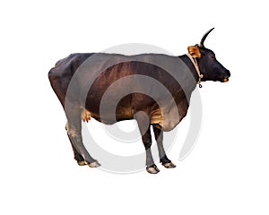 Wild cow of dark brown Australian Friesian sahiwal or Kasargod dwarf breed, on white background.