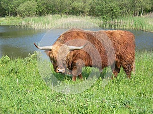 Wild cow