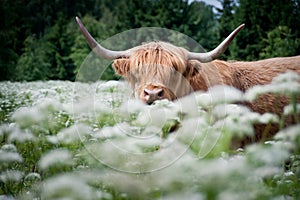 Wild cow in green meadow