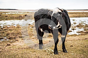 Wild cow in open landscape, located in Engure Nature Park, Latvia