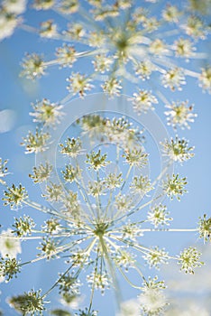 Wild cow parsley at the blue sky