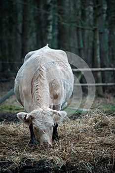 Wild cow in their pastureland near Engure lake in Latvia