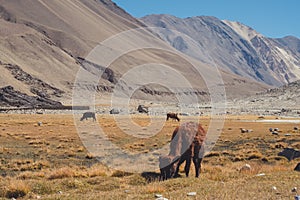 A wild cows eating grasses in a field with mountains and blue sky background in Ladakh