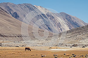 A wild cows eating grasses in a field with mountains and blue sky background in Ladakh