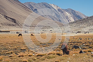 A wild cows eating grasses in a field with mountains and blue sky background in Ladakh