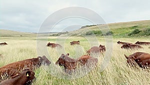 Wild Cows grazing on Bristish Seven Sister cliffs rural farm ecosystem,animal breeding industry
