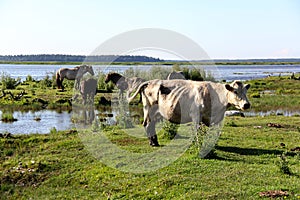 Wild cows grazing and eating grass in the meadow by the Engure lake