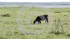 Wild cows grazing and eating grass in the meadow by the Engure lake